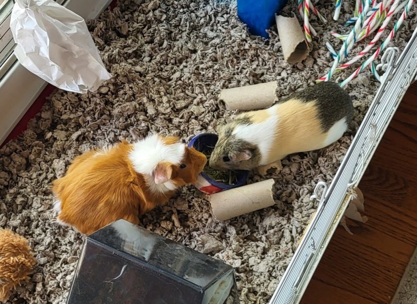 Bonded mail pair looking for a caring family
