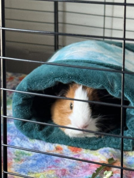 Rehoming 2 male guinea pigs plus C&amp;amp;C cage