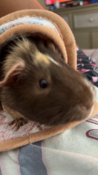 Two Male Guinea Pigs