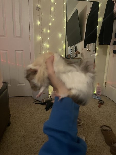 2 young bonded female piggies