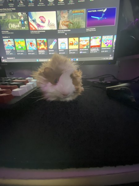Selling Guinea pig for 100$ cage included