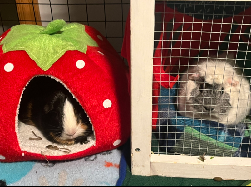 2 Bonded Guinea Pigs-Cage &amp;amp; Supplies Included