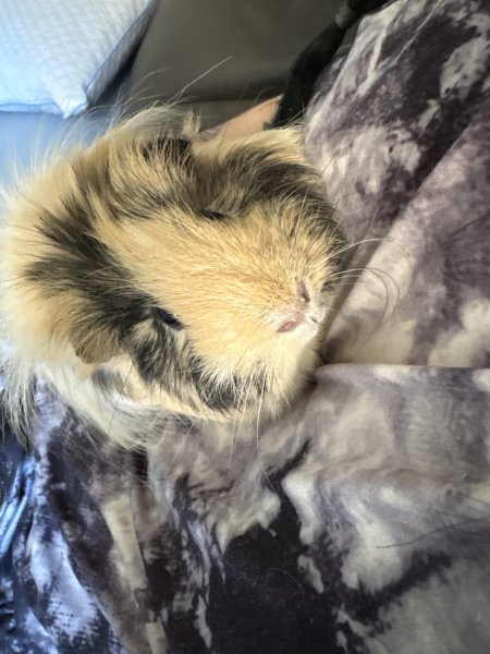 Male Guinea Pig for Adoption