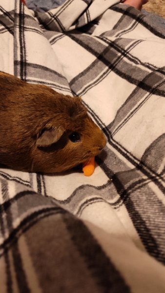 Three bonded males