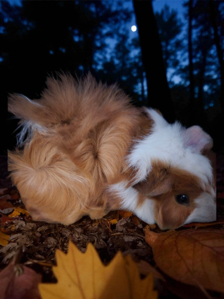 Sweet Guinea Pigs Ready For Their New Family