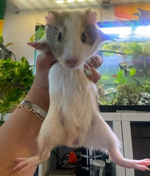 Two young male guinea pigs,With supplies/cage