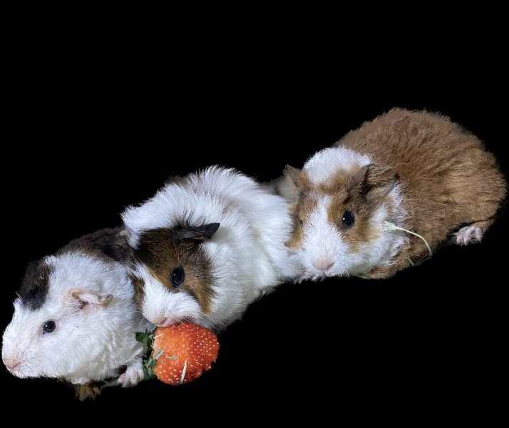 2 month old Guinea pigs