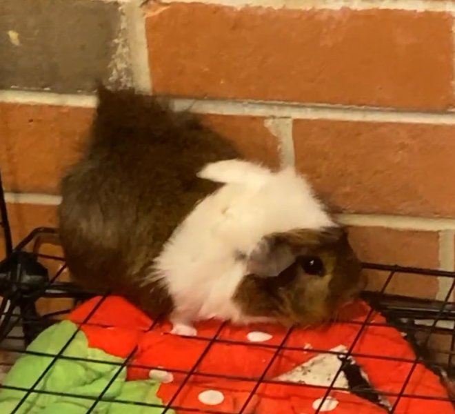 Rehoming two male Guinea pigs