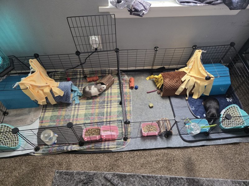 2male guinea pigs with cage