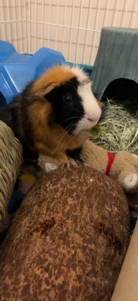 fooshi is looking for a new home