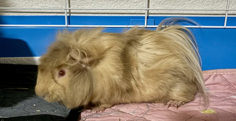 Female Guinea Pig - with cage and food