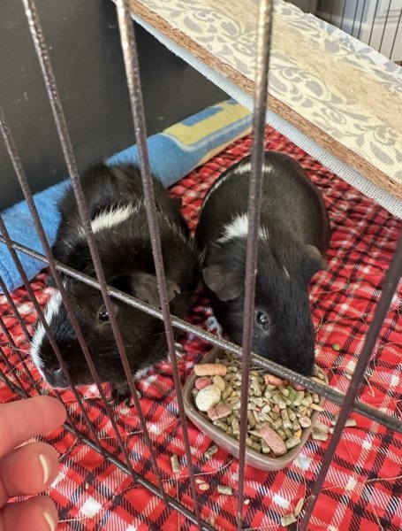 2 Male Bonded Guinea Pigs Looking to Rehome