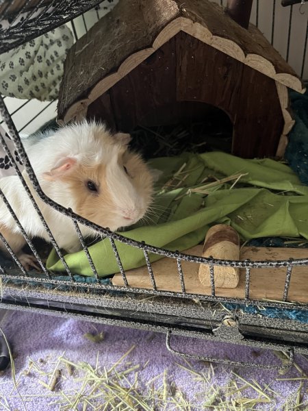 White &amp;amp; Brown Adorable Abyssinian Guinea Pig