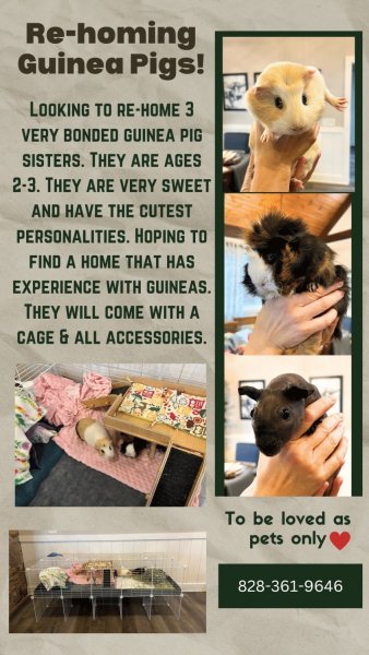Looking to rehome 3 bonded girls!