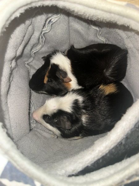2 one year old male guinea pigs!