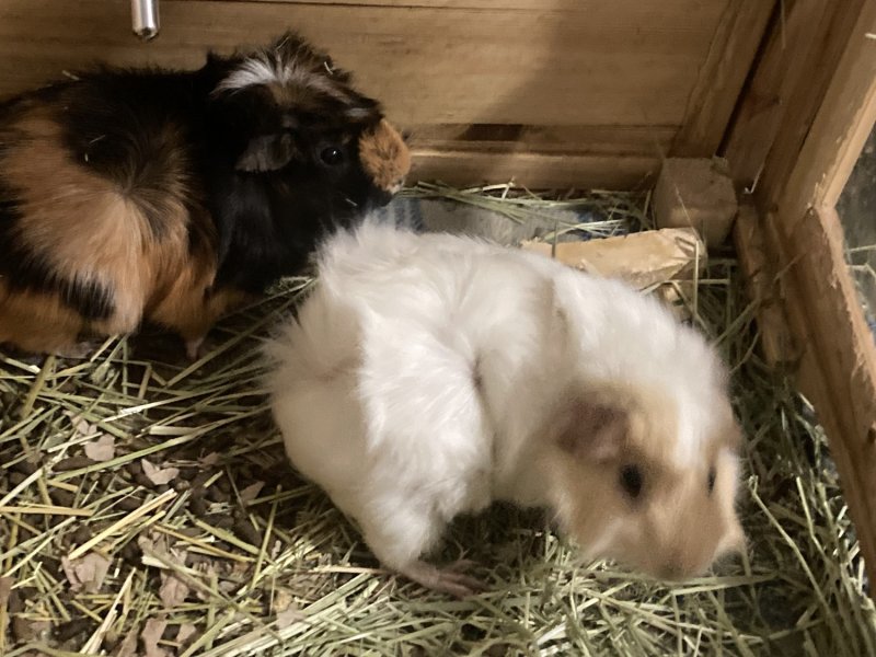 2 male adult guineas