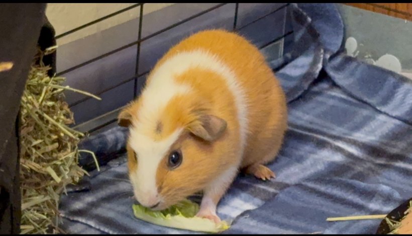 ?Sweet 6-Month-Old Female Guinea Pig