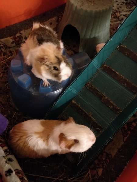 2 bonded pigs looking for new home