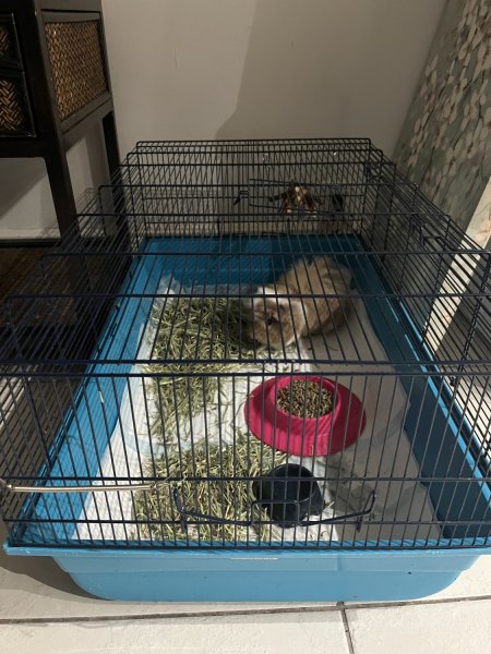 I have a long hair, guinea pig female