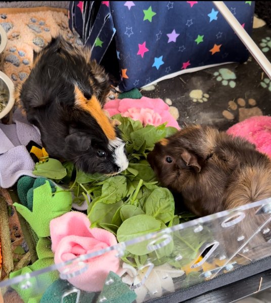 Two Female Guinea Pigs