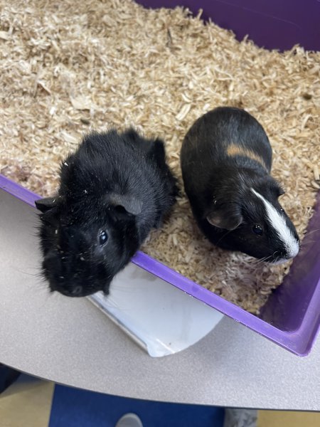 Two Female Guinea Pigs Need A New Home