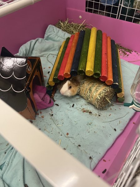 Pair of Guinea Pigs that were dumped