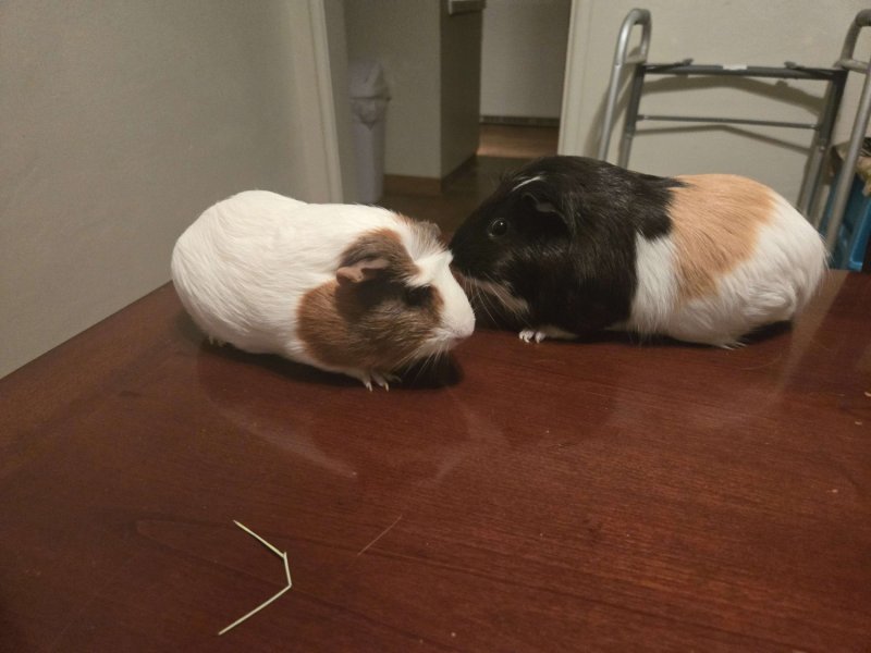 Two Female Guinea Pigs (Cage Included)