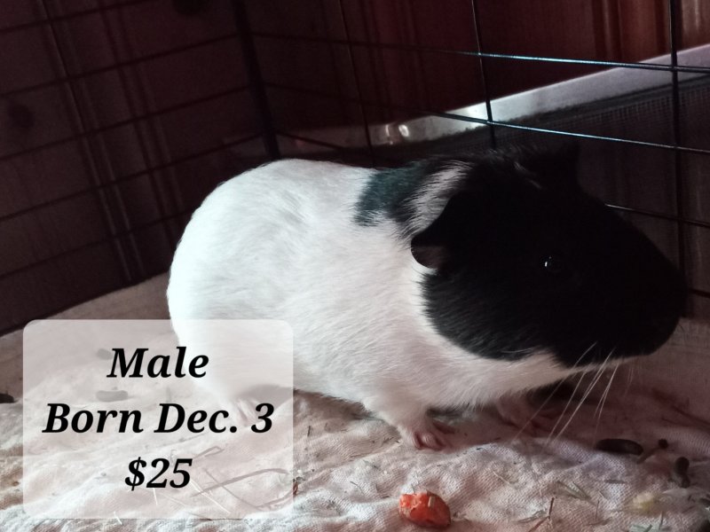 1 Male Guinea Pig 3 months old