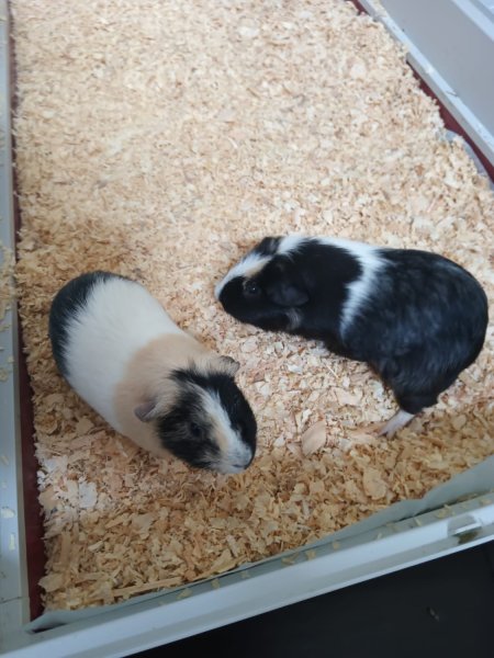 2 Female Guinea Pigs