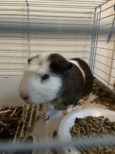 Three year old sweet male