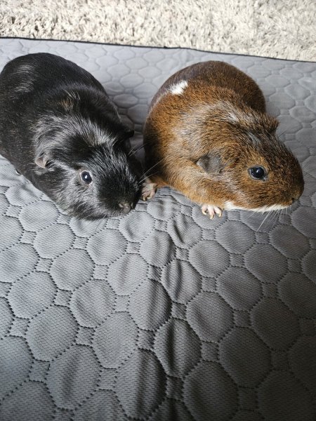 Two Female Guinea Pigs Need New Home