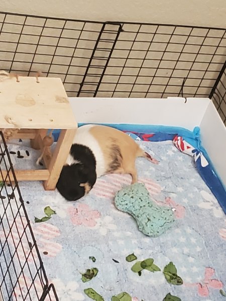 2 female guinea pigs