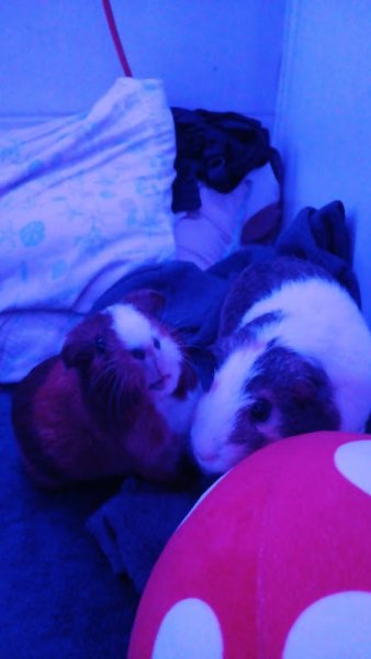 Bonded Pair in Need of Rehoming