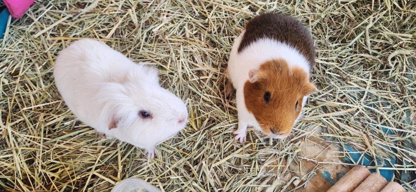 guinea pigs looking for new home