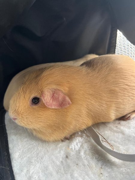 2 Female guinea pigs for rehoming
