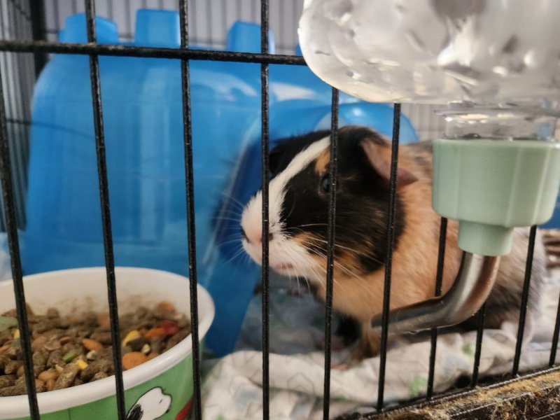 2 Guinea Pigs need new home