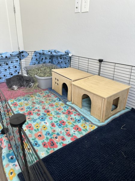 2 Long-haired Male brother Guinea Pigs