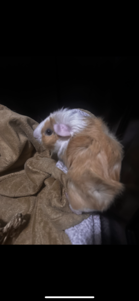 Female guinea pig honey