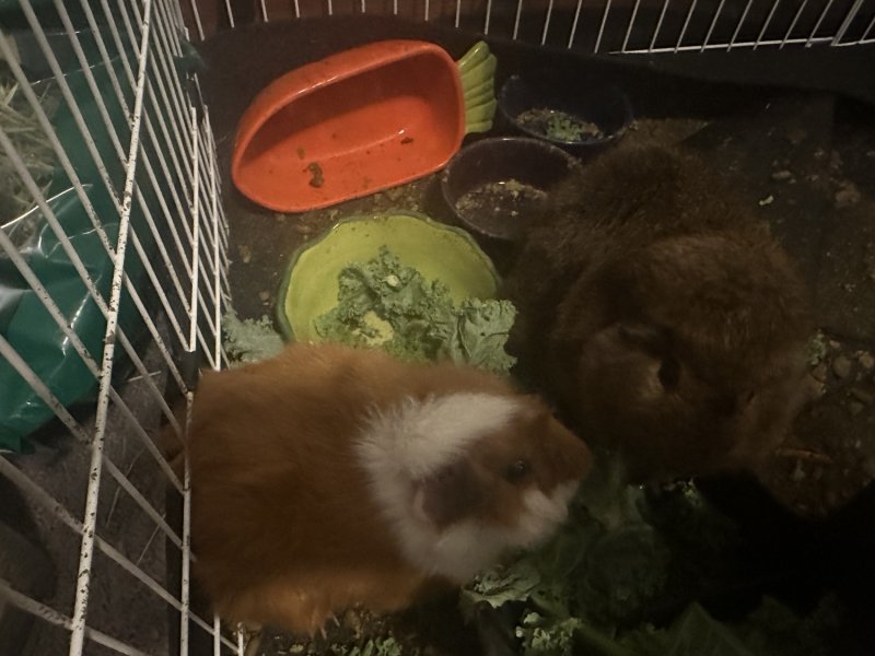 2 Male bonded guinea pigs