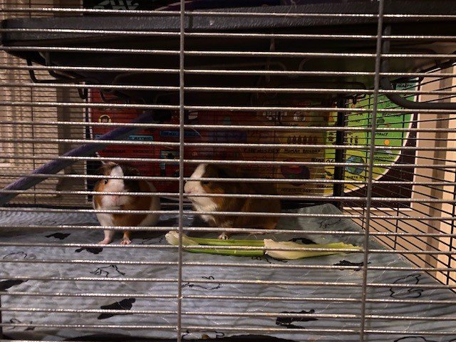 Two Sweet Guinea Pig Girls