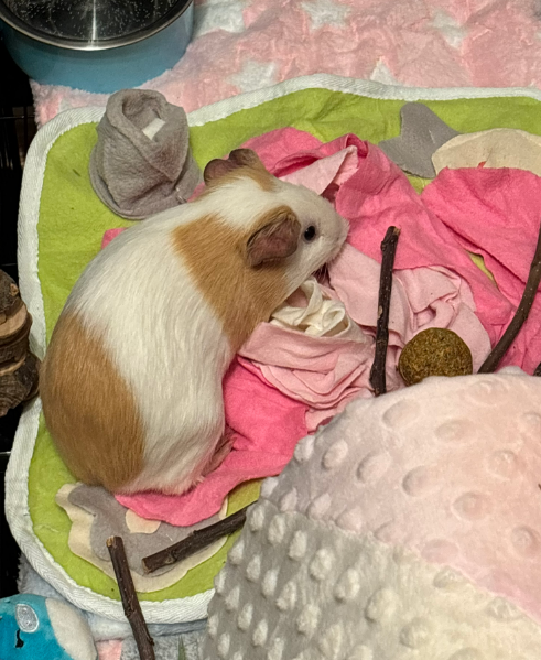 Rehoming 2 bonded male guinea pigs 9 mo.+2 yr