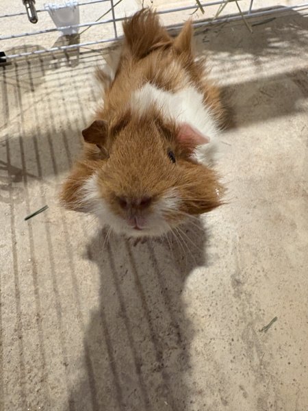 Two 6 month old females looking for home