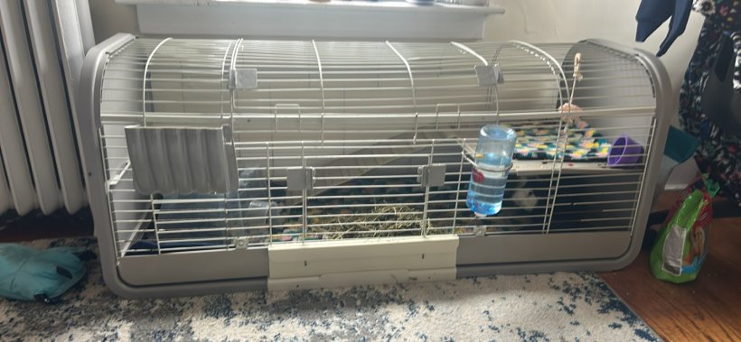 Male guinea pig + cage + everything in cage