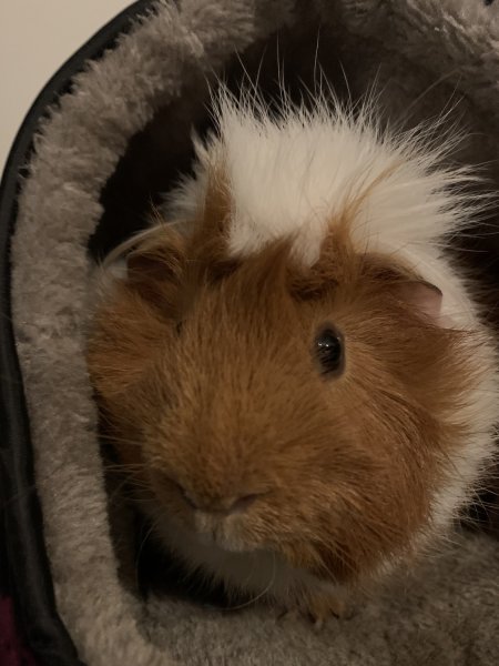 Bonded pair of 2 yr old male pigs w/cage