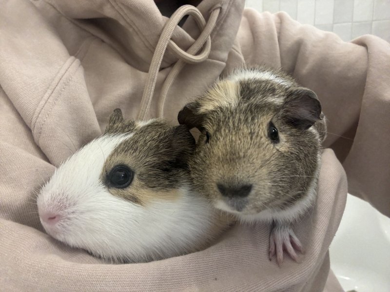 Rehoming 2 Sweet Guinea Pigs $150 for both with cage