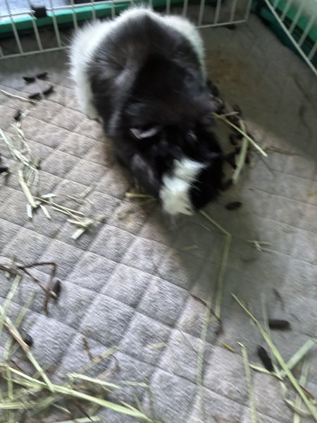 Two Male Guinea Pigs Rehome