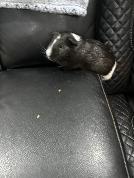 Guinea Pig for afoption