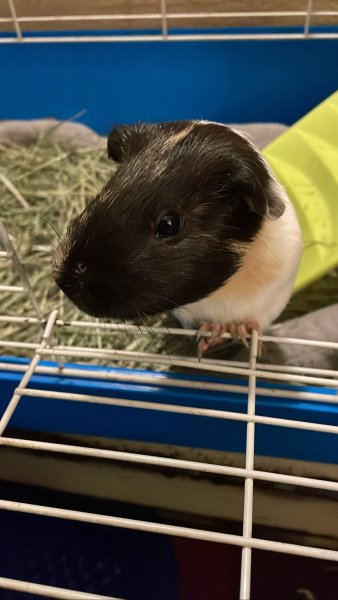 Male Guinea pig needs urgent rehoming