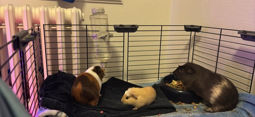 Cute sweet Guinea pigs waiting for a new home