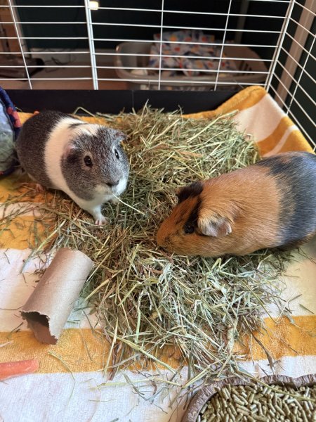 Bonded Male Pair Wolfsbane and PBJerry